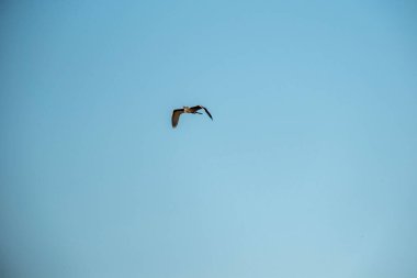 Martı gökyüzünde uçuyor.