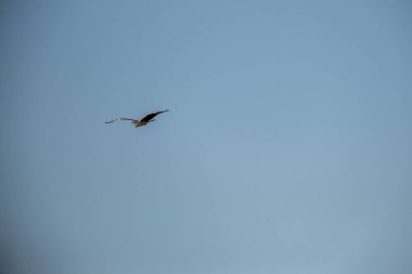 Gökyüzünde uçan güzel bir kuş