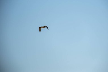 Mavi bir arka planda uçan martı