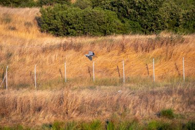 Otların arasında bir kuş