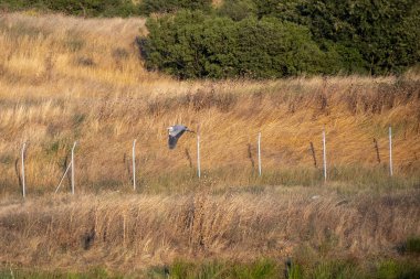 Arka planda sırt çantası olan genç bir adam.