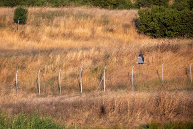 Tahta bir çitte oturan siyah karga kuşu.