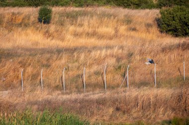 Leylek tarlada, İspanya