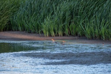 Küçük bir ördek yazın gölette yüzüyor..