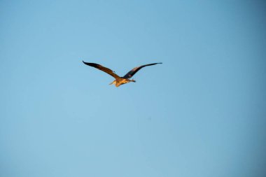 Gökyüzünde bir kuş