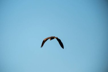 Gökyüzünde bir kuş