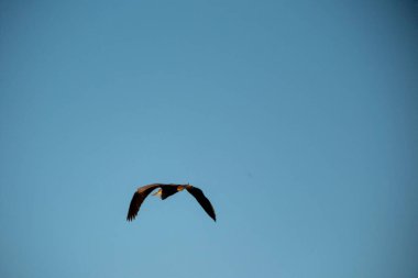 Gökyüzünde bir kuş