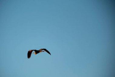 Martı gökyüzünde uçuyor.