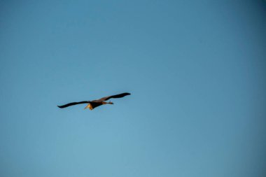 Martı gökyüzünde uçuyor.