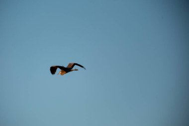 Havada uçan bir martı..