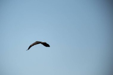 gökyüzünde uçan martı