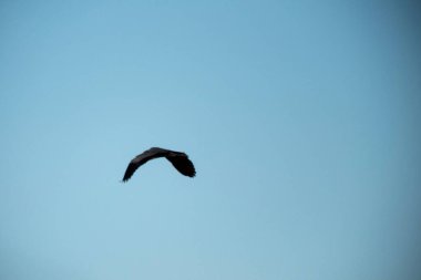 Kuş gökyüzünde uçuyor.