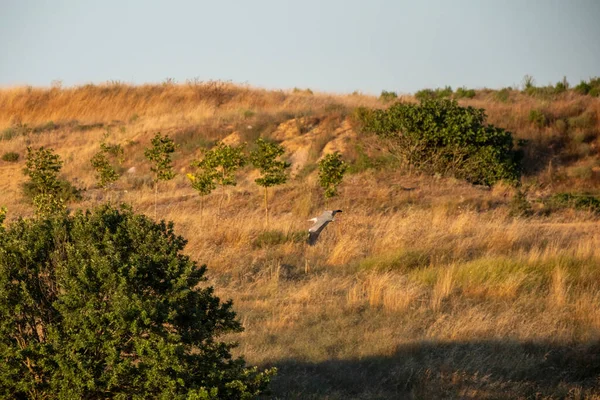 Tarladaki ağaçların arasında büyük bir siyah kartal duruyor..