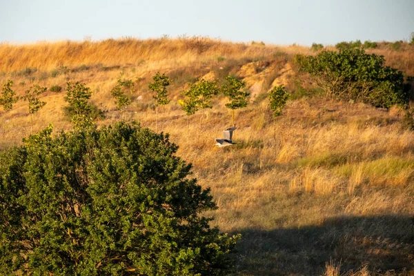Bir kuş çimenlerde oturuyor.
