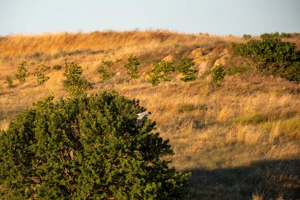 Yeşil çimlerin ve ağaçların dikey görüntüsü.