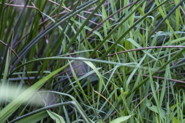 Çimenleri kapatın.