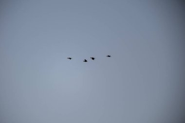 Gökyüzünde bir kuş sürüsü