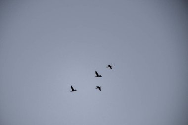 Kuşlar uçuyor, gökyüzünde uçan kuşlar.