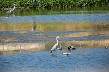 Suda beyaz balıkçıl