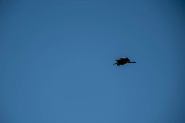 Gökyüzünde uçan kartal