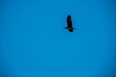 Martı kuşu uçuyor.