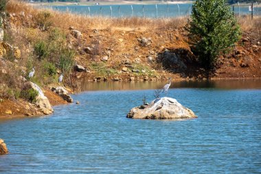 İspanya 'da ormanın içinden küçük bir nehir akıyor.