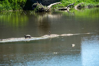 Yaban ördeği yazın gölde küçük bir ördek yavrusu