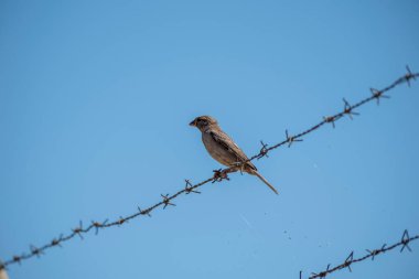 Ormanda telin üzerinde bir kuş