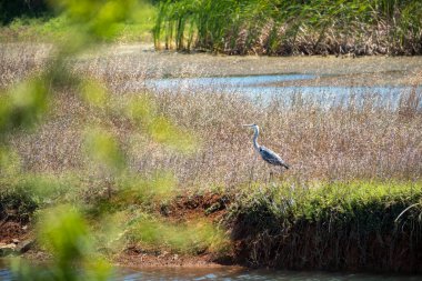Ormanda güzel bir kuş