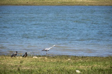 Nehirde kara balıkçıl