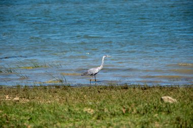 Sudaki beyaz balıkçıl