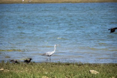 Nehrin kıyısında büyük beyaz balıkçıl, güzel bir manzaranın arka planında beyaz balıkçıl, siyah beyaz kuş.