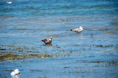 Martı ve kuşlar mavi bir denizde uçuyorlar.