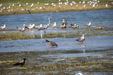Sudaki bir kuş sürüsü.