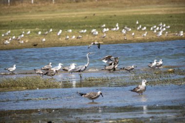 Sudaki bir kuş sürüsü.