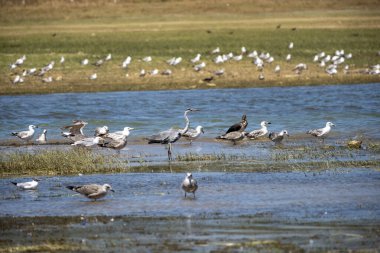 Gölün sularında bir kuş sürüsü