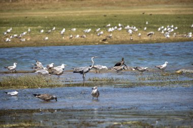 Bolivya 'daki kuşlar. Güney Amerika.