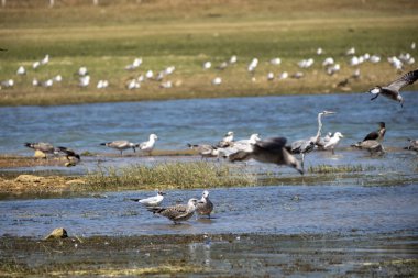 Sudaki kuş sürüsü