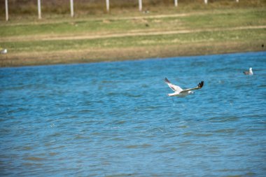 martı uçar gökyüzünde