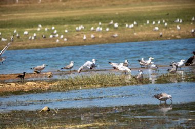 Sudaki bir kuş sürüsü.