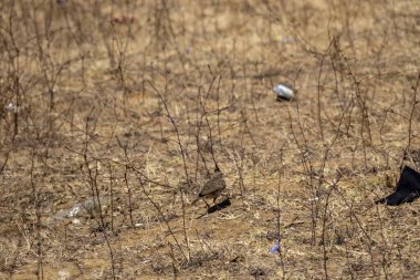 Ormanda çöp ve çöp.