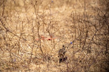 Otların arasında bir kuş