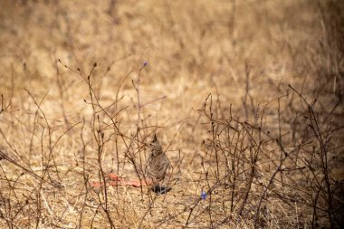 Kırmızı kuyruklu baykuş vahşi doğada