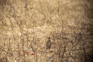 Ormandaki kırmızı kuş