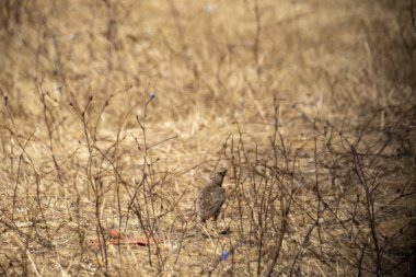Ormanda siyah başlı baykuş