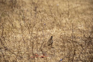 Avrasya faresi (Arbosque ruulus) kuru çimenlerin üzerinde yürümektedir. Avrasya koosunun türünün bir kuşu.