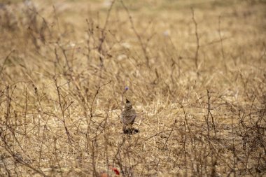 Kuru bir çimene tünemiş kırmızı kuyruklu şahin kuşu.