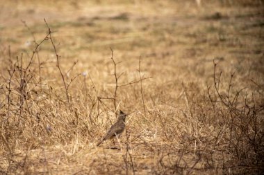 Yaygın hupoe (epops pop pa pops) doğu Avrupa 'nın orta bölgelerinde bulunur.