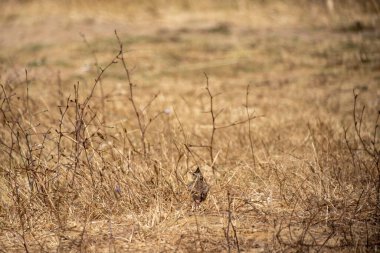 Bir kuşun tarladaki yakın çekimi.