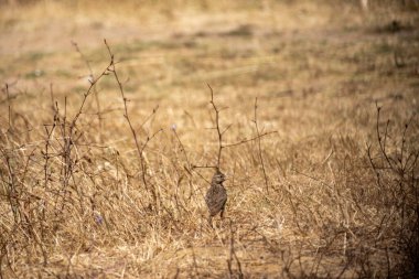 Bir kuşun tarladaki yakın çekimi.
